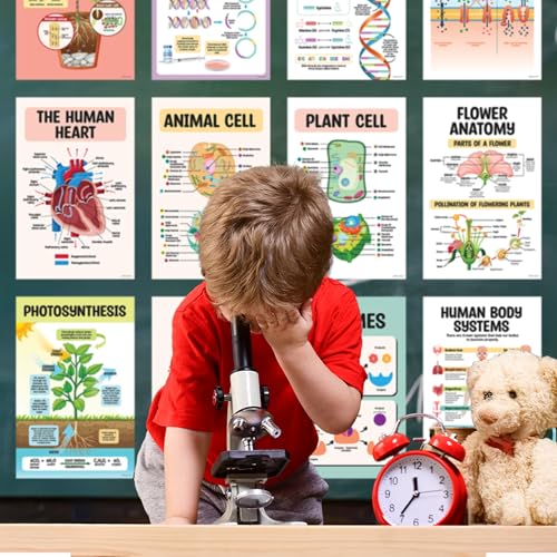 Image of Decorably 16 Biology Posters High School, Elementary Decorations | 11x17in Matte-Laminated Educational Science Learning Decor for Classroom, Hallways, Bulletin Boards, Home Study Room