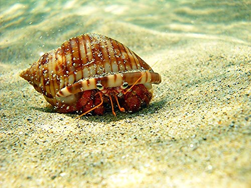 Affiche sur toile encadrée photo de bernard-l'ermite sous la mer par Enzo Pace en format 69x94 cm