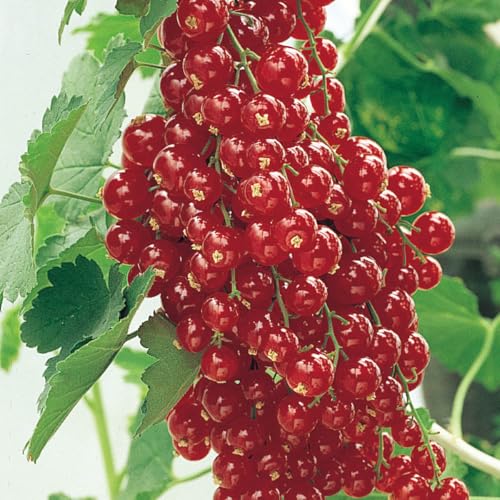 Direct Gardening Red Lake Currant Bush