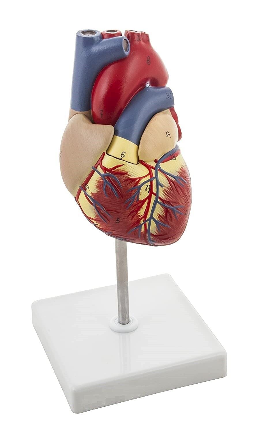 SAINI_MEDICOS Modello Anatomico Cuore Umano, 2 Parti, Dimensioni Naturali Deluxe, Mostra Quattro Camere