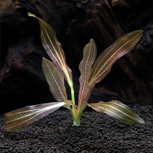 （水草）エキノドルス ルビン（水中葉）（無農薬）（１株）