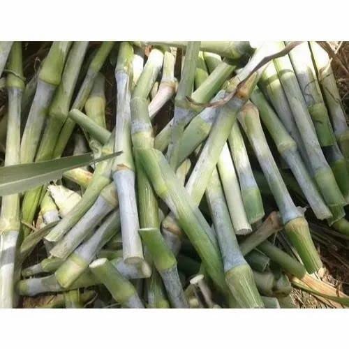 Super napier grass stick (10 pc)-picture-26