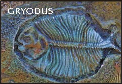 BonWay 32-269 Gryadus Prehistoric Fossil Stamp for Decorative Concrete