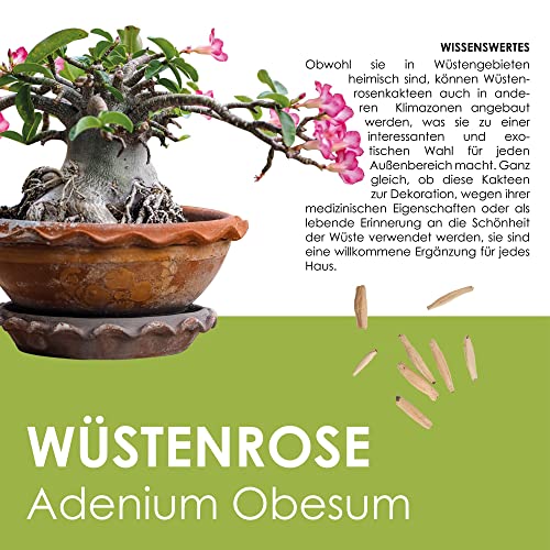 GROW2GO Kakteen Starter Kit Anzuchtset - Pflanzset aus Mini-Gewächshaus, Kaktus Samen & Erde - nachhaltige Geschenkidee für Pflanzenfreunde (Wüstenrose)