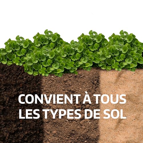 Dichondra repens LERAVA le gazon sans tonte résistant à la sécheresse