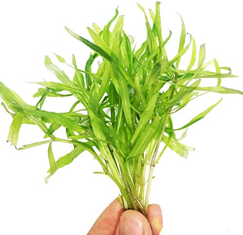 Planterest - Pogostemon Eusteralis Stellata Octopus Bundle