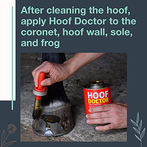 Hoof Doctor - White Line | Thrush | Abscesses | Quarter Crack | Seedy Toe | Corns and Sole Bruises - 100% All-Natural Hoof Care Product - Birch Bark Extract, Betulin, Omega-3 with Vits A & D (16 Oz) - Image 6
