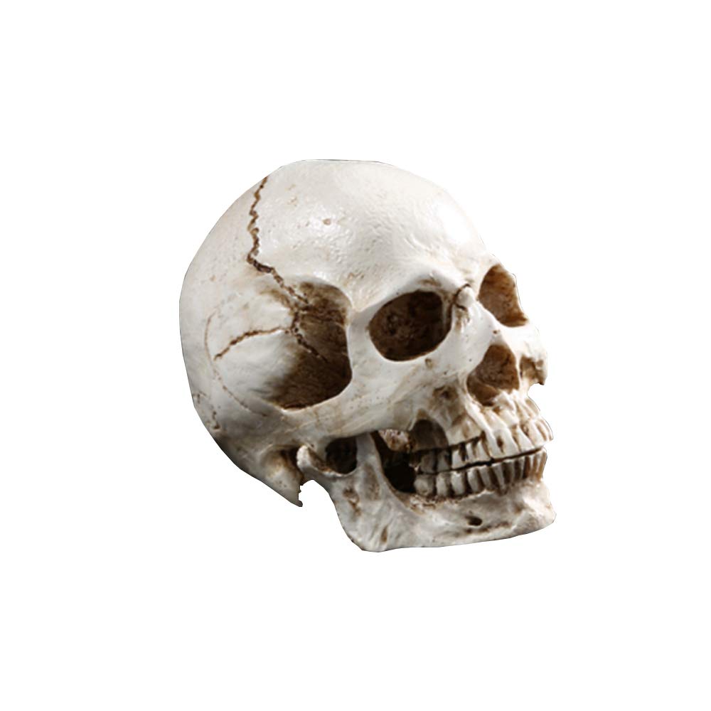 HSOMiD Human Adult Skull Anatomical Model Head Bone for Education,Decoration,Drawing (3.7 Inch)