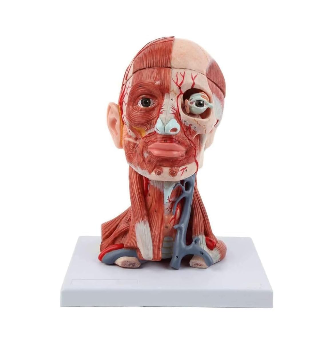 Model anatomiczny naczyń mózgowych, mięśnie szyi i tętnica mózgowa, 10 części, szczegółowe narzędzie edukacyjne do nauki i nauczania anatomii człowieka