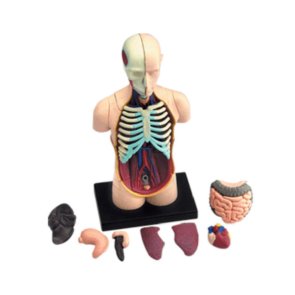Model edukacyjny model anatomiczny ludzkie ciało narządy wewnętrzne anatomiczny model montażowy biologiczny model ludzki do pomocy dydaktycznych do szkoły, edukacyjny model szkieletu