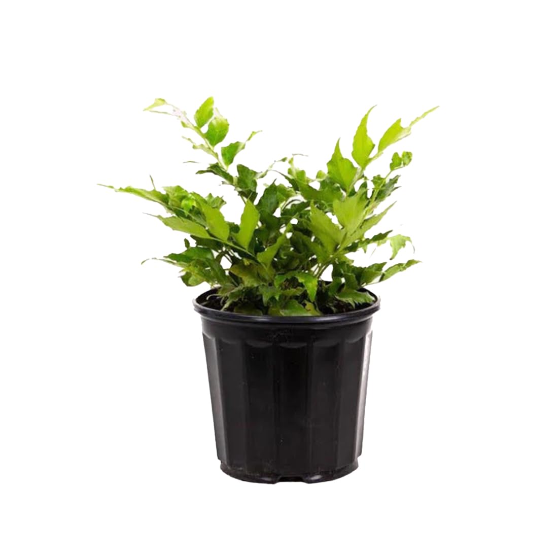 American Plant Exchange Holly Fern 6 Inch Pot