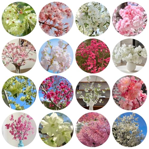 semi di ciliegio in resistenti per giardini, siepi arbusti ciliegio ornamentale resistenti, decorativi arbusti 150pcs