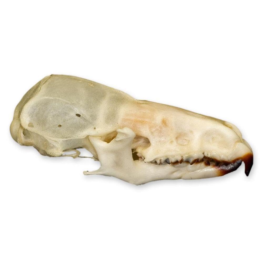 Real Shrew Skull B Quality