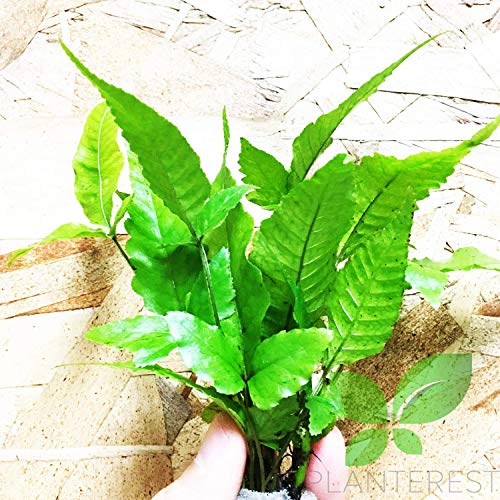 Planterest – Bolbitis Asiatica Bunch Tropical Water Fern Easy Live Aquarium Plant Decorations Buy2Get1Free #TOP2