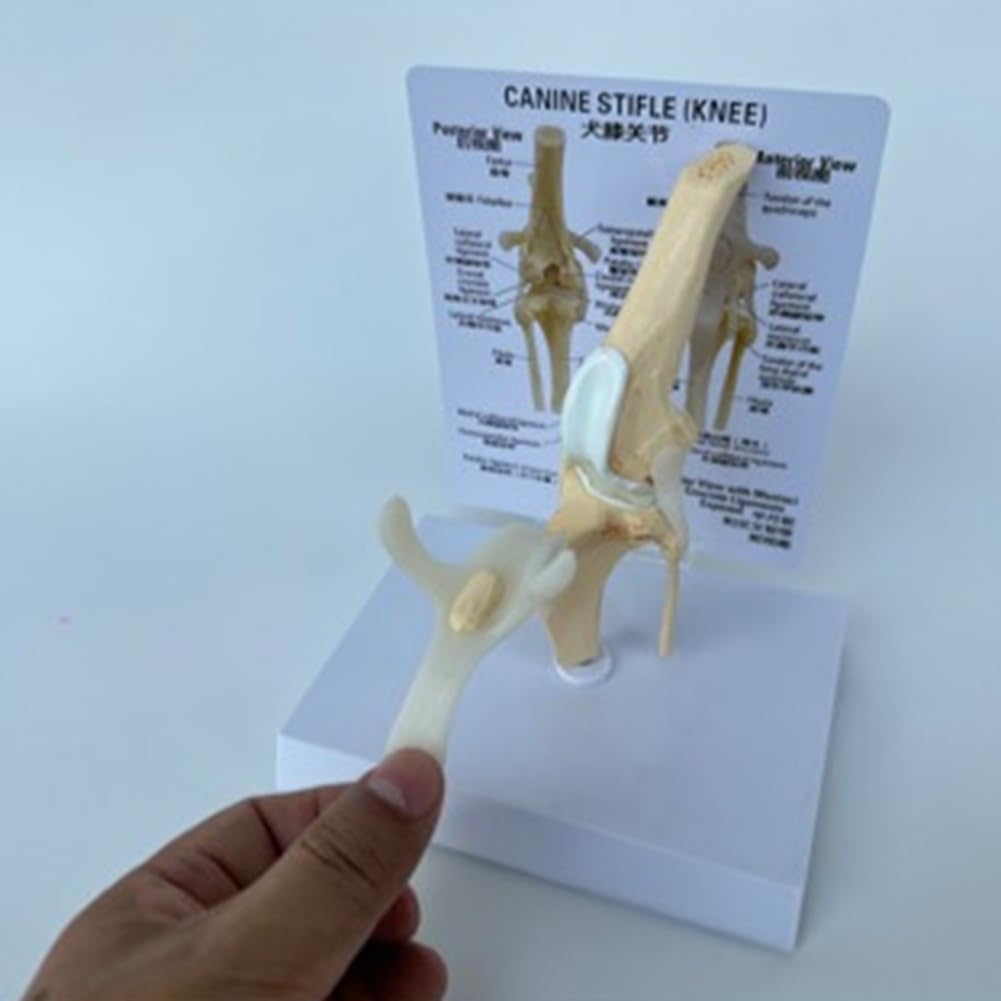 Kniemodell Von Hunden, Anatomisches Modell Des Hundegelenks, Hundeskelettmodell, Tierskelett, Anatomie, Medizinisches Wissenschaftsgeschenk