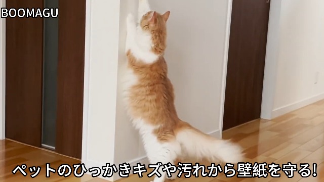 Amazon | BOOMAGU【にゃんと便利！賃貸でも安心】はがせる 壁保護