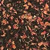 Black Rose Tea | Organic | True Leaf Tea | 4 oz