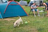horizont easyLine mobiler Hundezaun Camping, 25m lang, 105cm hoch, Begrenzungszaun mit 7 PVC-Pfählen & Doppelspitzen, grün, Zaun für Hunde, für Garten, Hof & Camping