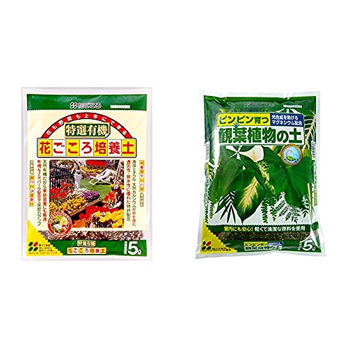 Ԃ IL@Ԃ|{y 5l & ϗtA̓y 5lyZbgz