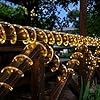 Solar Rope Lights, 66ft 200LED Solar String Lights, 8 Modes Waterproof Solar Powered Outdoor Light, Flexible Clear Tube Light for Garden, Backyard, Patio, Deck, Porch, Pool, Tree Decor - Warm White #1