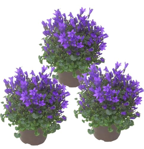 3x Campanula portenschlagiana - Dalmatiner Glockenblume blau,...