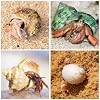 21PCS Hermit Crab Shells | Assorted Natural Sea Conch Size 1.3-3.2 | Growth Turbo for Small to Medium and Large Crabs, Saltwater Hermit Crab Supplies and Sea Shell for Beach Decor