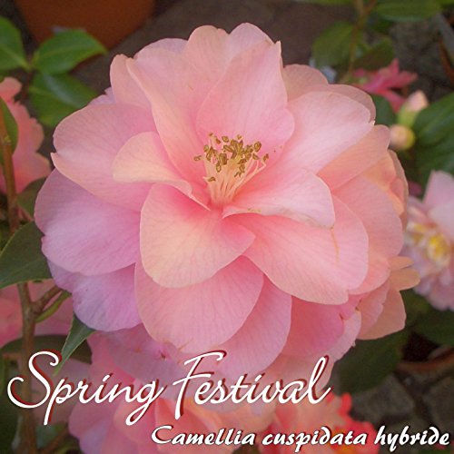 Kamelie 'Spring Festival' - Camellia cuspidata hybride - 7 to 8-Years Old Plant