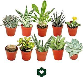 Set of 10 Different Succulent Plants - 5,5cm Pot im Set