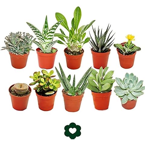 Set of 10 Different Succulent Plants - 5,5cm Pot im Set Cover