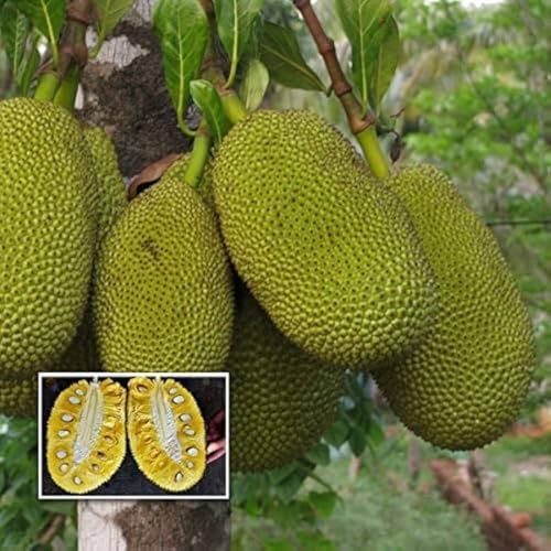 Image of All-Time12 Months Hybrid Grafted Guti Kolom Live Fruit Plant Original & Authentic Organic for Outdoor Fast-Growing Fruit Plant Home Pack Of-1 (Vietnam Early Green Jackfruit Plant Pack of -2, Medium)