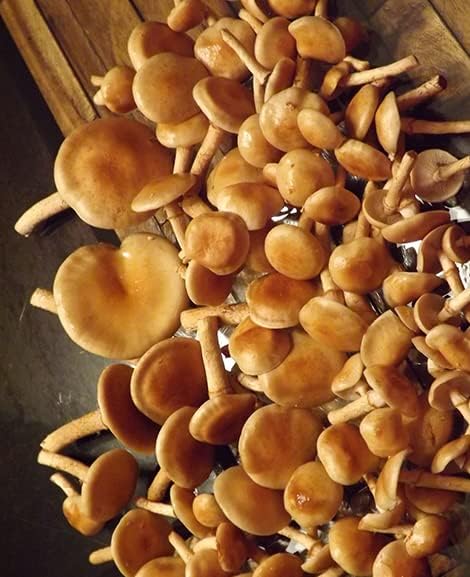 Cultivo líquido de hongos - Nameko (Pholiota nameko)