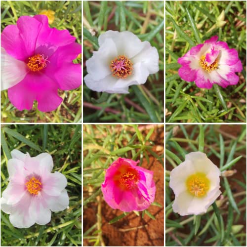 portulaca/grandiflora/Table Rose mixed colours live plant cuttings 30 colours combo