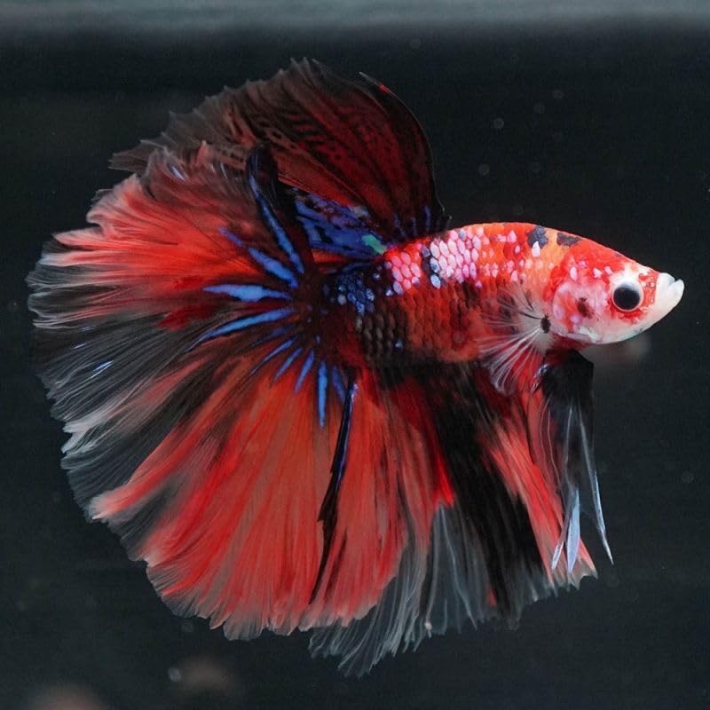 Amazon | [熱帯魚]ベタ・キャンディ ハーフムーン(オス)×1匹
