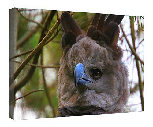 Toile Pajaro encadrée bois 40x50cm cadeau idéal maison