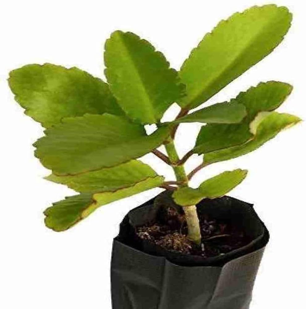 Panfuti Bryophyllum Pinnatum Miracle Leaf Plant Patharchatta Kidney Stone Medicinal Ayurvedic Live Plant Pack of 1 Live Plant