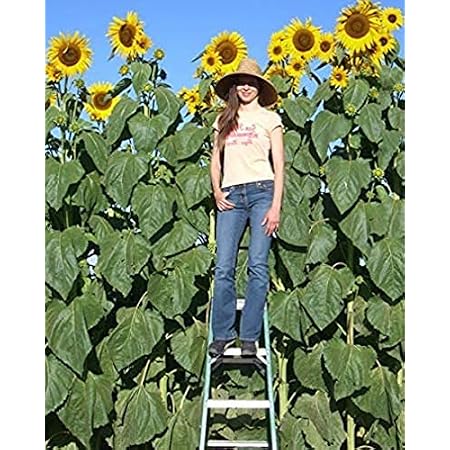 Skyscraper Sunflower Seeds for Planting 100+ Seeds