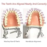 Zoom IMG-2 wotzov modello di denti dentali Zoom IMG-2 wotzov modello di denti dentali