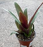 Generic Tradescantia Spathacea Oyster Plant Boat Lily Moses in The Cradle, Live Plant, 4-Inch Pot BSBD, green