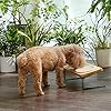 Small Dog Raised Food Feeding Dishes