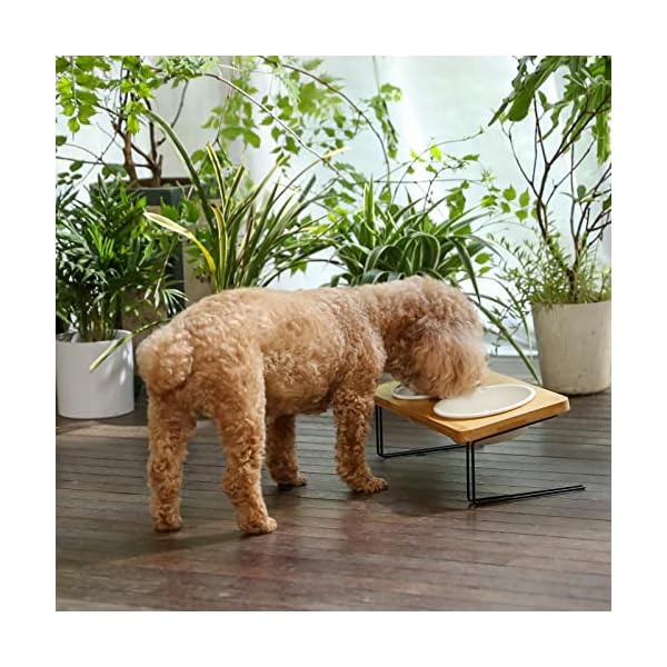 Small Dog Raised Food Feeding Dishes