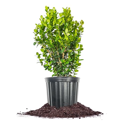 Perfect Plants Sprinter Boxwood 3 Gallon | Live Shrub for