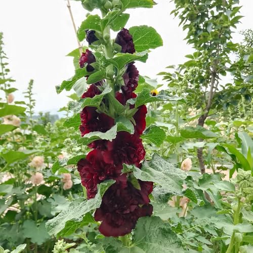 semi di malvarosa perenne resistente, malvarosa, balcone, selvatici da balcone, recisi di perenni resistenti 200pcs