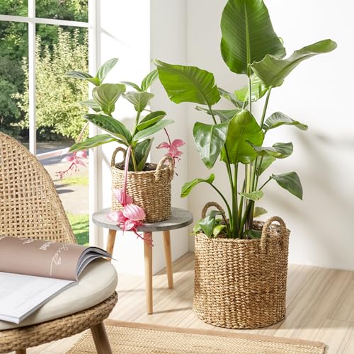Cache-pot Scheurich Jonc de mer haut de gamme pour plantes vertes - 4