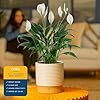 Costa Farms Peace Lily Live Plant in Decorative Pot, Air Purifying Flowering Indoor Houseplant, Perfect for Home, Room, or Office Decor, Great House Warming or Birthday Gift, 14-24 Inches Tall #4