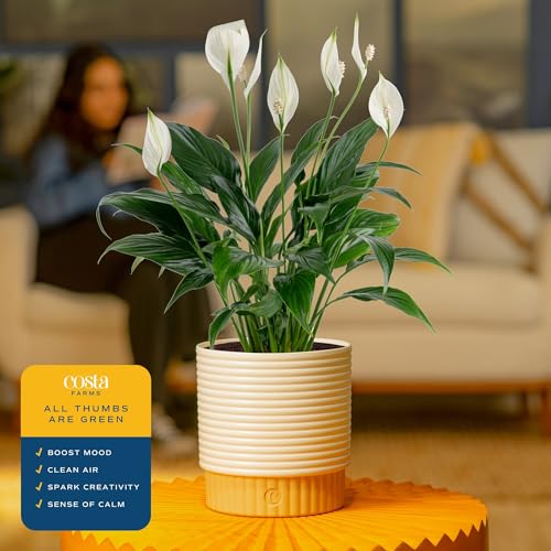 Image of Costa Farms Peace Lily Live Plant in Decorative Pot, Air Purifying Flowering Indoor Houseplant, Perfect for Home, Room, or Office Decor, Great House Warming or Birthday Gift, 14-24 Inches Tall