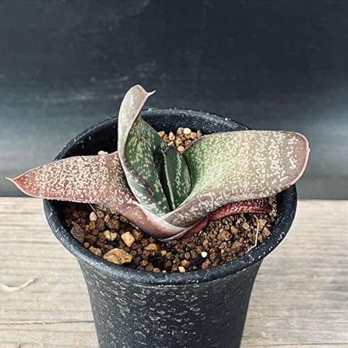 観葉植物 ガステリア 多肉植物」の人気商品一覧 | 安い商品を通販