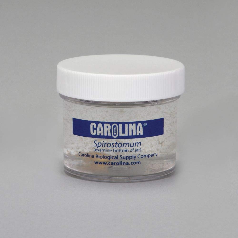 Spirostomum Living Culture, Sufficient Materials For 30 Students