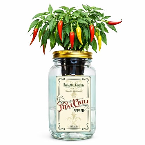 Braggable Gardens Mason Jar Hydroponic Thai Chili Pepper Grow Kit – Indoor Countertop Garden – Grow Fresh Spicy Peppers at Home – Self Watering Jar Planter with Nutrients & Seeds