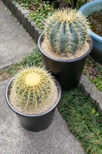 ロックガーデン 植物」の人気商品一覧・価格比較 - 価格.com
