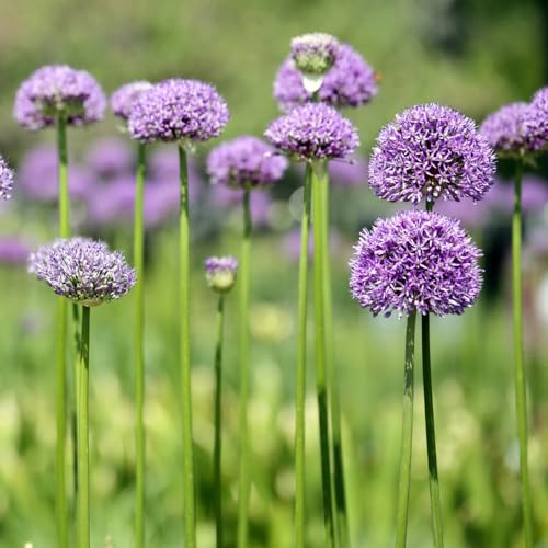 Semi di Allium giganteum, rari Semi di porro gigante, resistenti per il giardino prodotti sostenibili semi per aiuole rialzate decorazione da giardino per esterni 350pcs